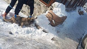 Hınıs'ta Sahipsiz Köpekler Toplatıldı.