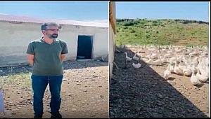 Hınıs'ta Kurulan Kaz Çiftliği Göz Kamaştırıyor