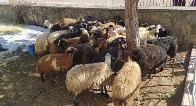 Hınıs'tan Deprem Bölgesine Küçükbaş Hayvan Yardımı